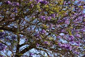 Jacaranda tree in Maui, Hawaii