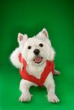 White terrier dog dressed in red coat.