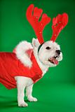 White terrier dog wearing antlers.