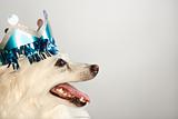 Profile of dog wearing paper crown.