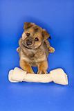 Puppy with large bone.