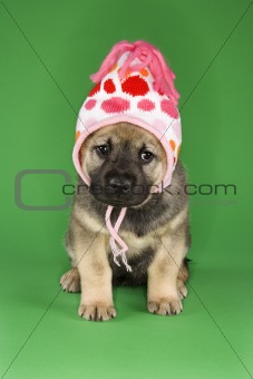 Puppy sitting wearing hat.