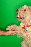 Dog wearing lei shaking hands with man.