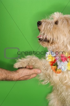 Dog wearing lei shaking hands with man.