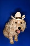 Dog wearing cowboy hat.