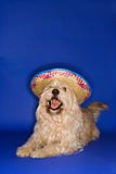 Dog wearing sombrero.