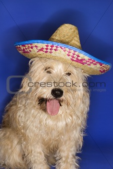 Dog wearing sombrero.