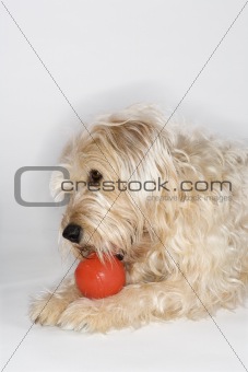 Dog playing with red ball.