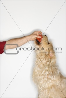 Fluffy brown dog taking ball from Caucasian young adult male.