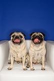 Two Pug dogs sitting in chair.