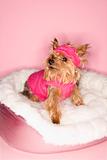 Yorkshire Terrier dog wearing pink outfit.