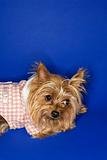 Yorkshire Terrier dog wearing outfit.