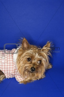 Yorkshire Terrier dog wearing outfit.