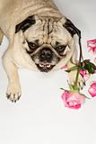 Pug dog with roses.