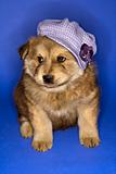 Puppy wearing hat.