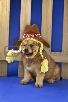 Puppy wearing hat and braids in front of picket fence.
