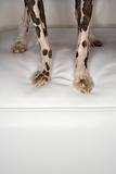Chinese Crested dog paws.