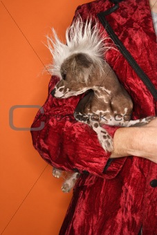 Man holding Chinese Crested dog.