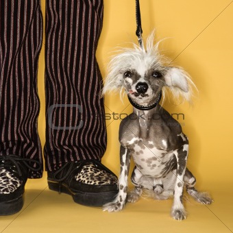 Chinese Crested dog on leash with man.
