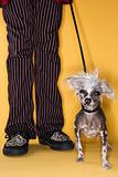 Chinese Crested dog on leash with man.