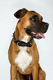 Boxer dog portrait.