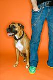 Man with hand in pocket with Boxer dog beside him.