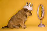 Puppy wearing crown in front of mirror.
