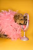 Puppy wearing pink feather boa in front of mirror.