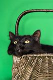 Black fluffy cat in basket.