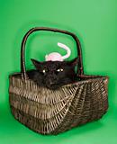 Black fluffy cat in basket with toy mouse on head.