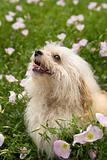 Fluffy small dog in flower field.