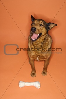 Mixed breed brown dog sitting with large bone.
