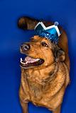 Mixed breed brown dog wearing crown.