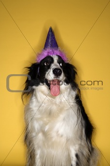 Border Collie dog wearing party hat.