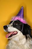 Black and white dog wearing party hat.
