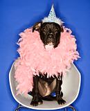 Black dog wearing party hat and feather boa.