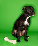 Black and white dog sitting with big rawhide bone.