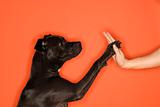Black dog giving woman high five.