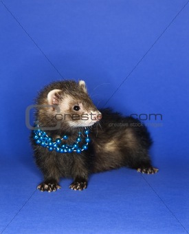 Ferret on blue wearing necklace.