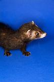 Portrait of brown ferret.