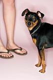 Caucasian female legs with dog.