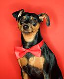 Portrait of Miniature Pinscher dog with bowtie.