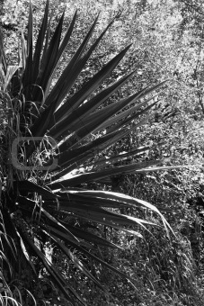 Black and white of yucca plant.