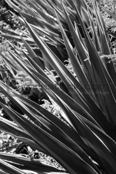 Close-up black and white of yucca plant.