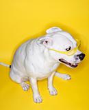 White dog wearing yellow glasses.