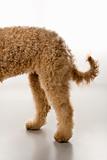 Goldendoodle dog hindquarters.