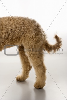 Goldendoodle dog hindquarters.