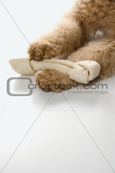 Goldendoodle dog front paws holding bone.