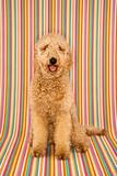 Goldendoodle dog sitting looking at viewer.