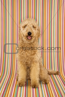 Goldendoodle dog sitting looking at viewer.